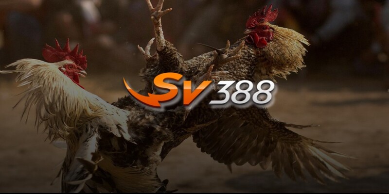 Nhà Cái SV388 - Sân Chơi Mãn Nhãn Cho Anh Em Kê Thủ