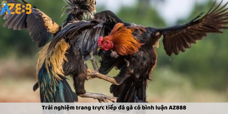 Trải nghiệm trang trực tiếp đá gà có bình luận AZ888