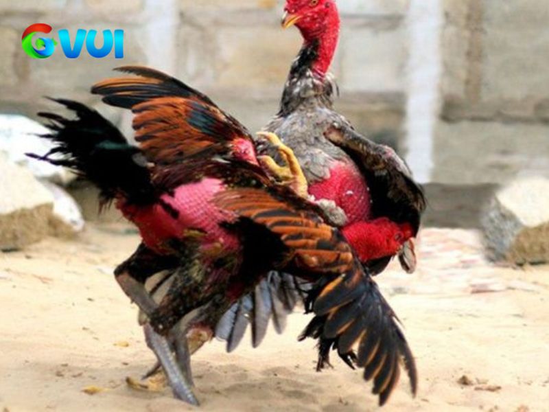 Cách nhận định kết quả đá gà Thomo chính xác