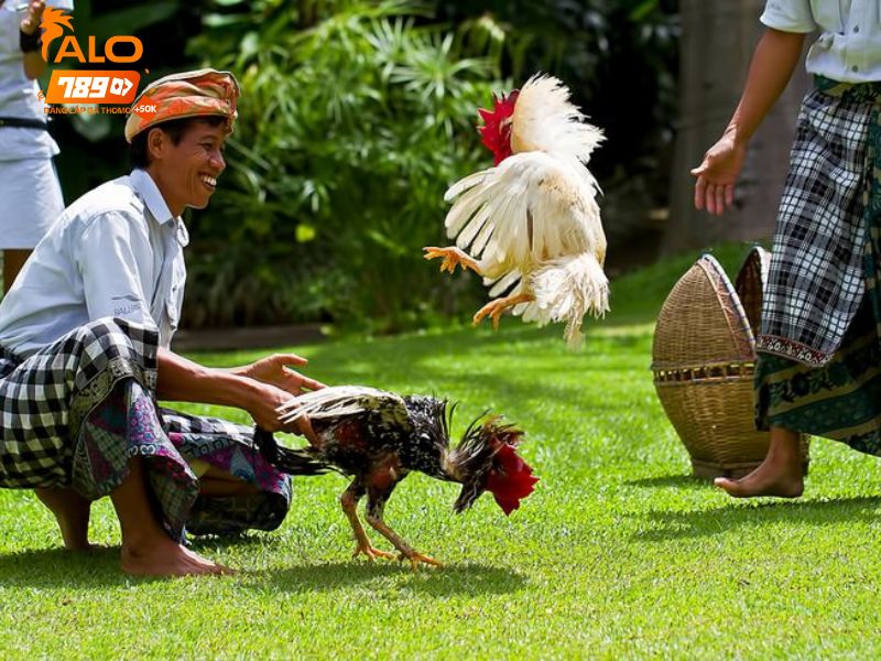Hàng loạt kênh phát đá gà Thomo hay có trên ALO789
