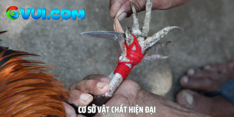 Trực tiếp đá gà C3 là nơi diễn ra các trận giao tranh gay cấn