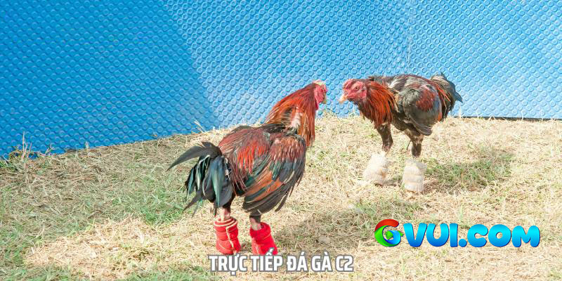 Quy định được thiết lập trong các trận đấu trực tiếp đá gà C3