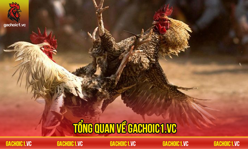 Gachoic1.vc là gì? Điểm đến lý tưởng cho người đam mê gà chọi