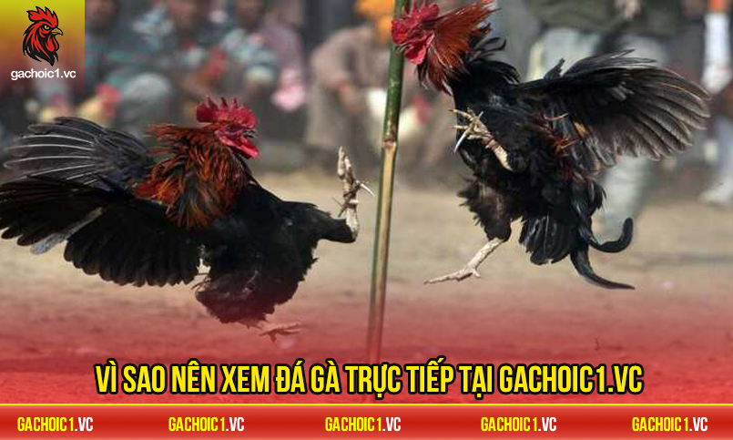 Những lý do khiến Gachoic1.vc được yêu thích